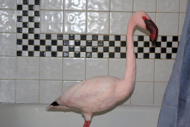 Not this flamingo's natural environment